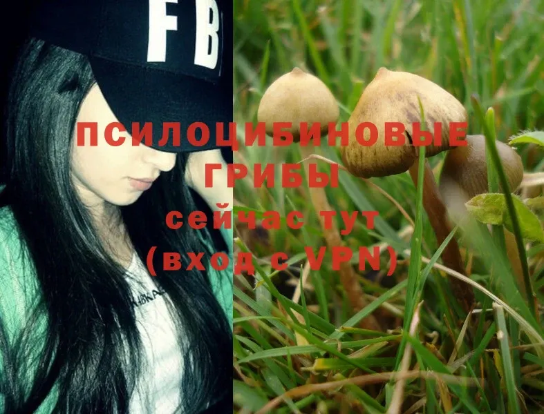 shop какой сайт  закладки  Палласовка  Галлюциногенные грибы Magic Shrooms 